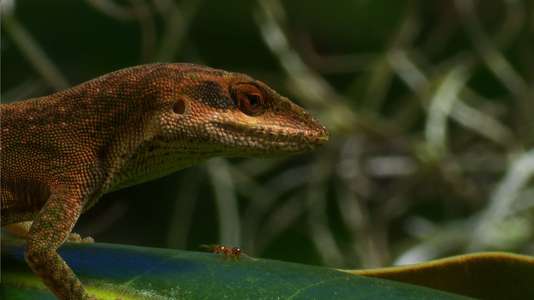 Fire Ants 3D: The Invincible Army - Backdrop