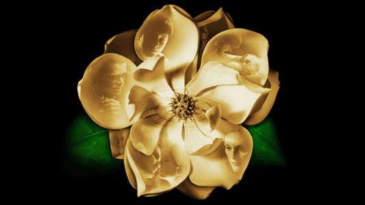 Magnolia - Backdrop
