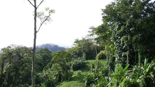 Kokoda - Backdrop
