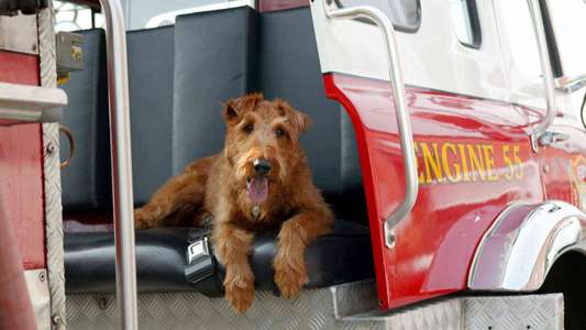 Firehouse Dog - Backdrop