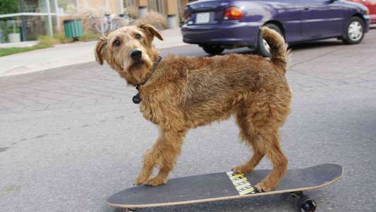Firehouse Dog - Backdrop