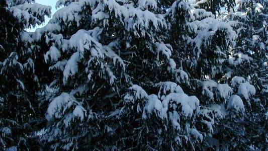 Snow Falling on Cedars - Backdrop