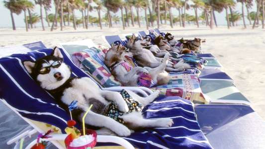 Snow Dogs - Backdrop