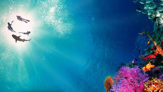 Sharkwater - Backdrop
