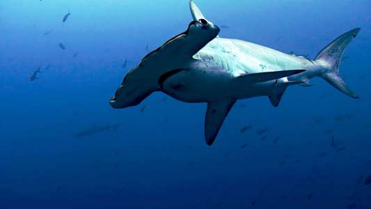 Sharkwater - Backdrop