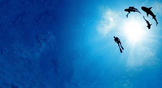 Sharkwater - Backdrop