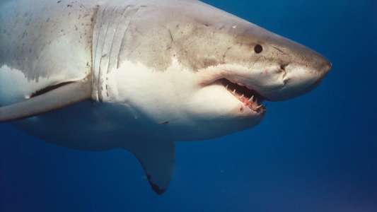 Sharkwater - Backdrop