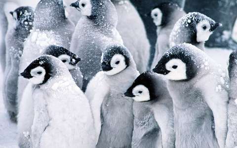 Of Penguins and Men - Backdrop