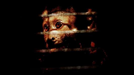 Monkey Shines - Backdrop