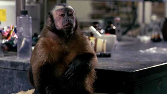 Monkey Shines - Backdrop