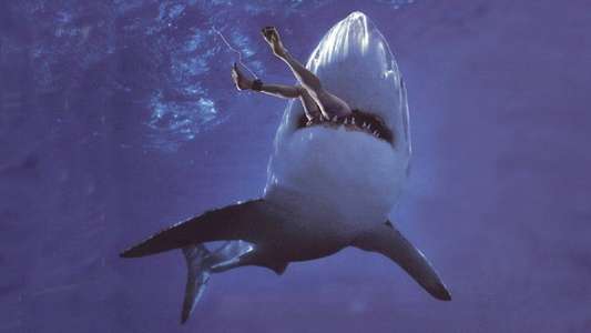 Malibu Shark Attack - Backdrop