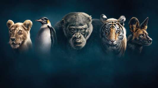 Dynasties - Backdrop