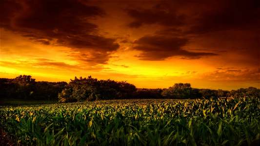 Children of the Corn II: The Final Sacrifice - Backdrop