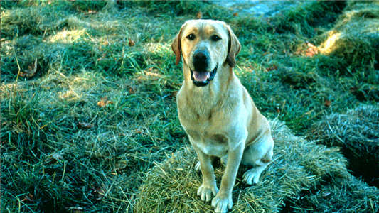 Far from Home: The Adventures of Yellow Dog - Backdrops