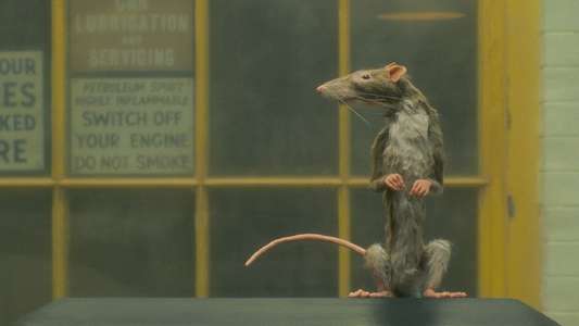 The Rat Catcher - Backdrop