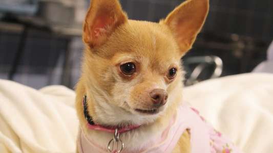 Chihuahua: The Movie - Backdrop