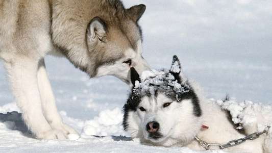 Eight Below - Backdrop