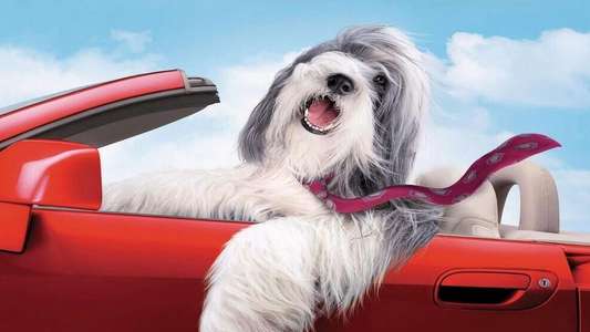 The Shaggy Dog - Backdrop