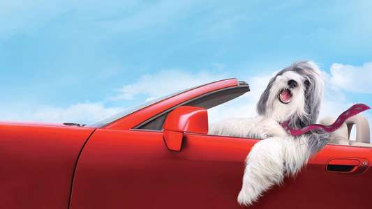 The Shaggy Dog - Backdrop