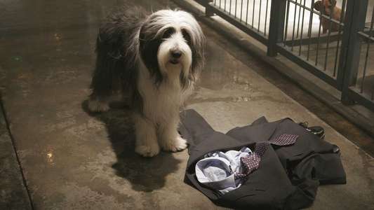 The Shaggy Dog - Backdrop