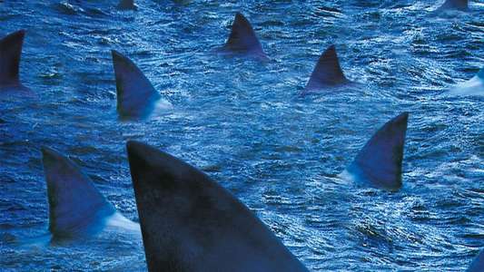 Raging Sharks - Backdrop