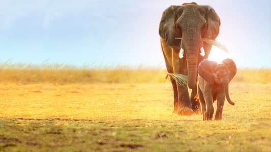 Whispers: An Elephant Tale - Backdrops