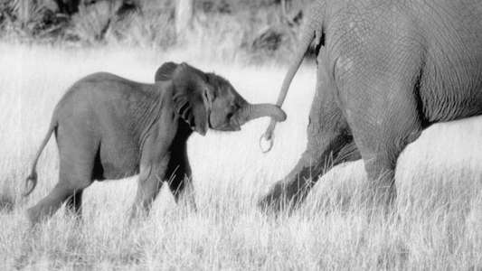 Whispers: An Elephant Tale - Backdrops
