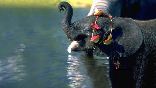 Whispers: An Elephant Tale - Backdrops