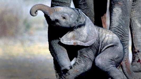 Whispers: An Elephant Tale - Backdrops