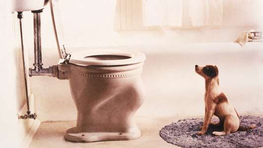 My Dog Skip - Backdrop