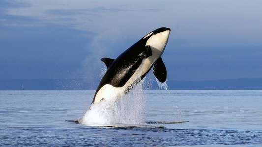 Free Willy 2 - The Adventure Home - Backdrop