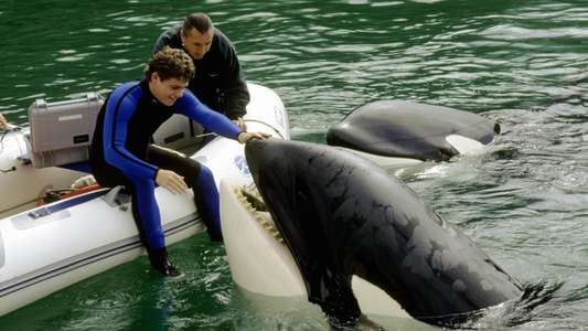 Free Willy 3: The Rescue - Backdrop