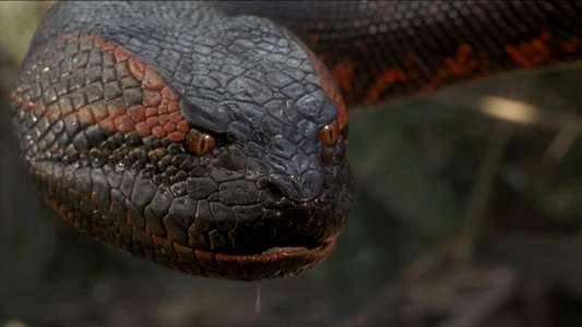 Anaconda - Backdrops
