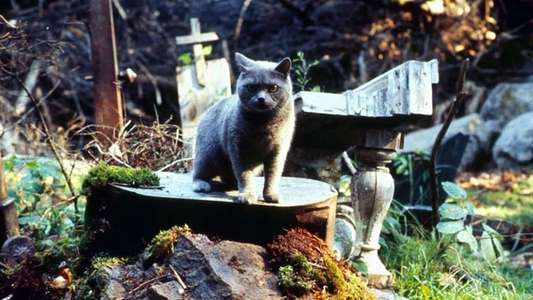 Pet Sematary - Backdrop