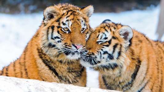 Tigers of the Snow - Backdrop