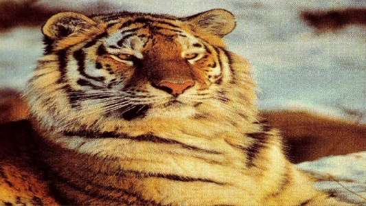 Tigers of the Snow - Backdrop