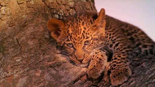 The Leopard Son - Backdrop