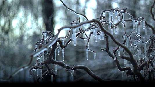 The Ice Storm - Backdrop
