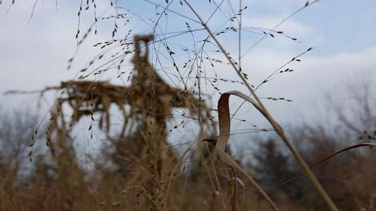 Children of the Corn IV: The Gathering - Backdrop