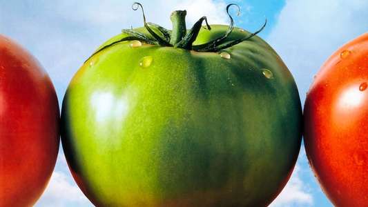 Fried Green Tomatoes - Backdrop