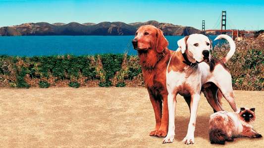 Homeward Bound II: Lost in San Francisco - Backdrop