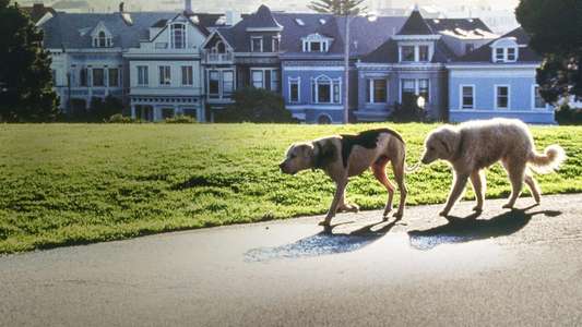 Homeward Bound II: Lost in San Francisco - Backdrop