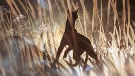 The Cat Who Walked by Herself - Backdrop