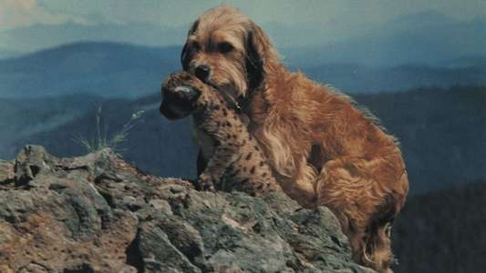 Benji the Hunted - Backdrop