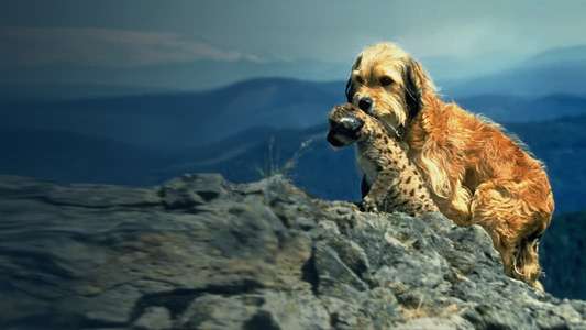 Benji the Hunted - Backdrop