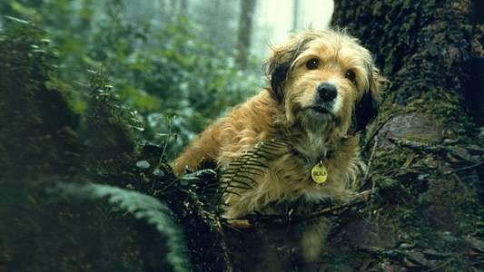 Benji the Hunted - Backdrop
