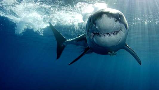 Shark's Paradise - Backdrop