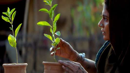 Saas  Bahu Aur Flamingo - Backdrops