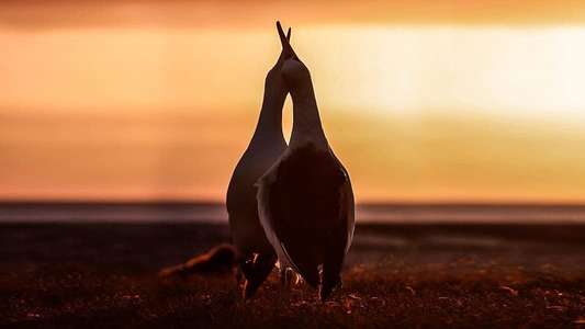 The Mating Game - Backdrops