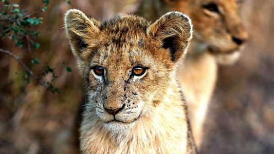 Growing Up Animal - Backdrops